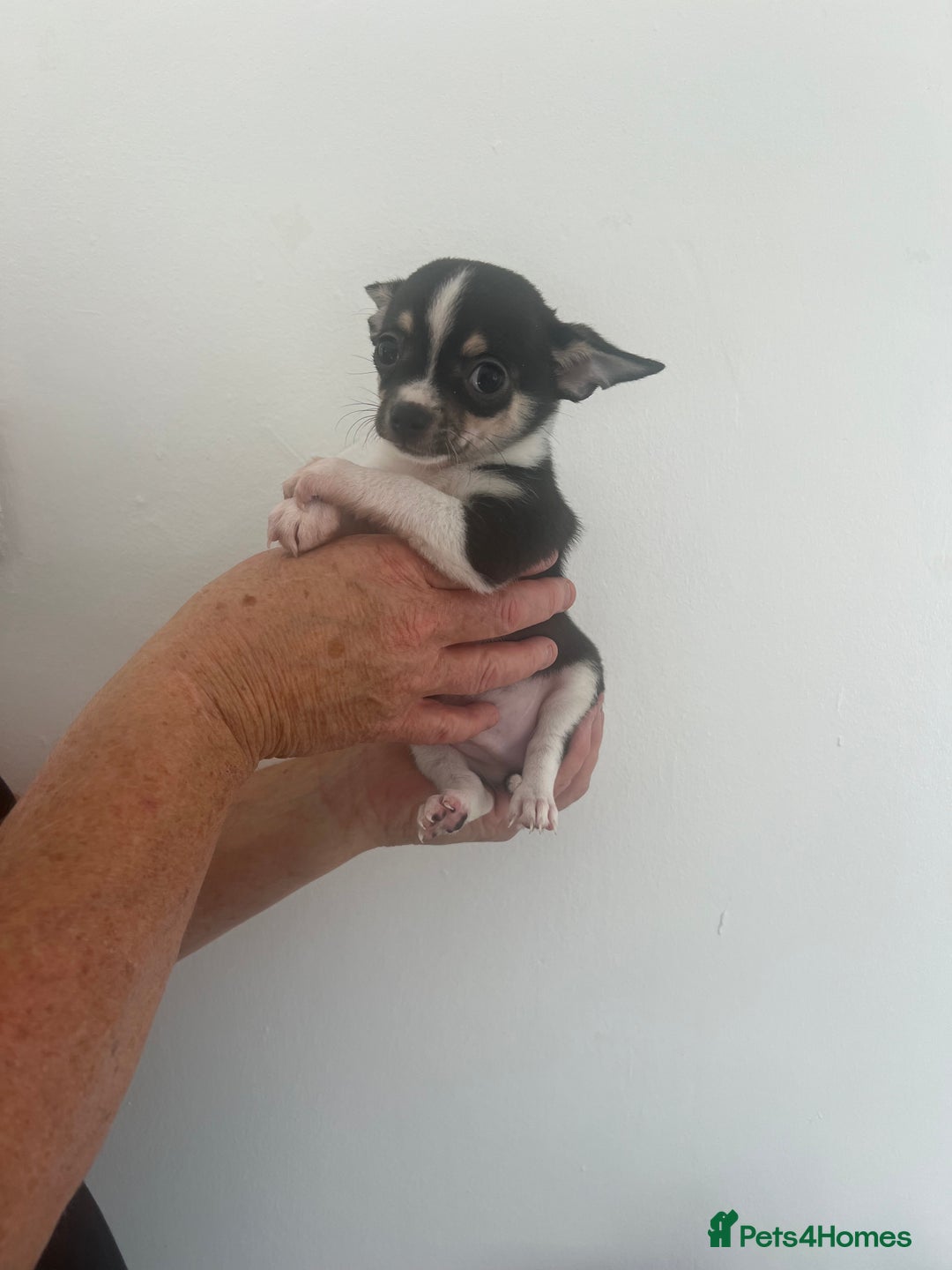 Chihuahua dogs for sale: Beautiful boy chihuahuas  - Image 2