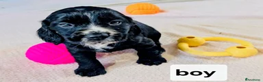 Cocker Spaniel Puppy 1