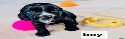 Cocker Spaniel dogs for sale: Exceptional Home Reared Cocker Spaniel Puppies in Mansfield - Advert 13
