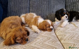 Cavalier King Charles Spaniel dogs for sale: Beautiful King Charles Cavalier Puppies - Image 4