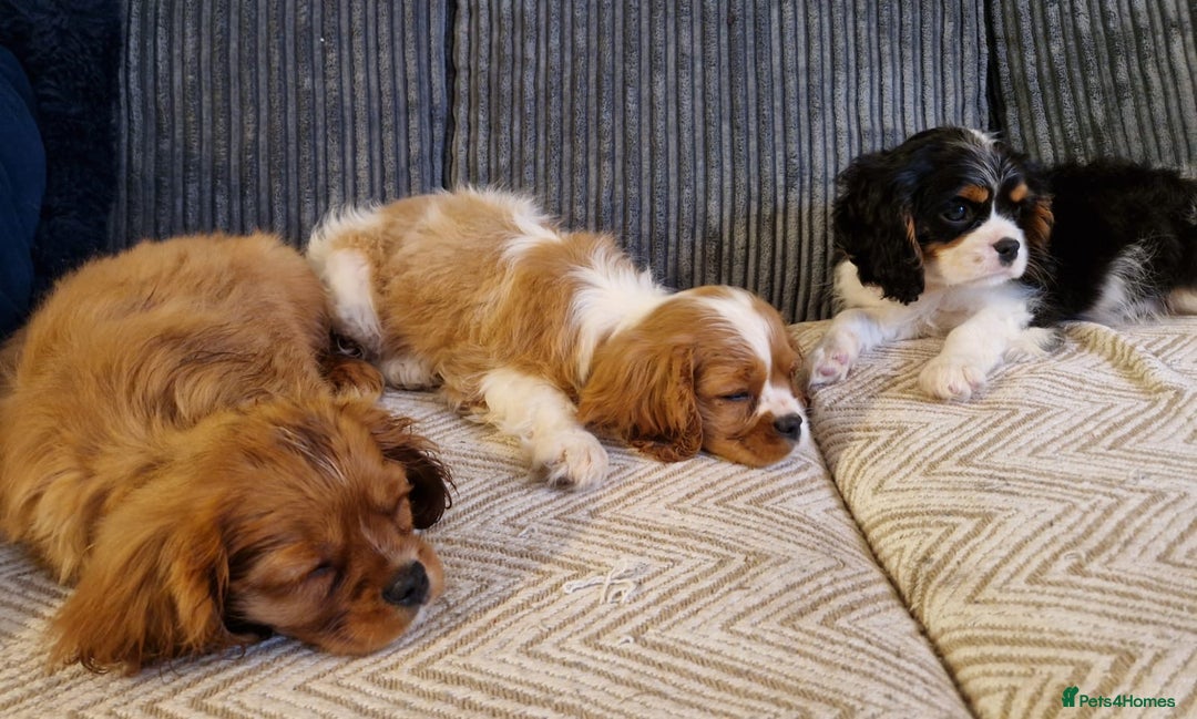 Cavalier King Charles Spaniel dogs for sale: Beautiful King Charles Cavalier Puppies - Image 4