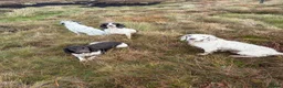 English Springer Spaniel dogs for stud: KC Registered Working Springer Spaniel Stud - Advert 2