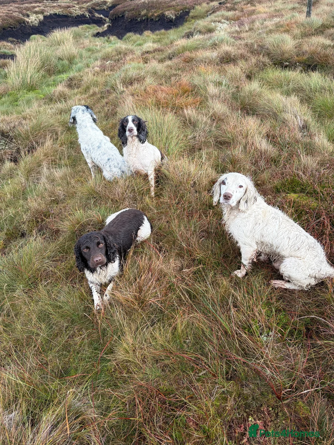 English Springer Spaniel dogs for stud: KC Registered Working Springer Spaniel Stud - Advert 2