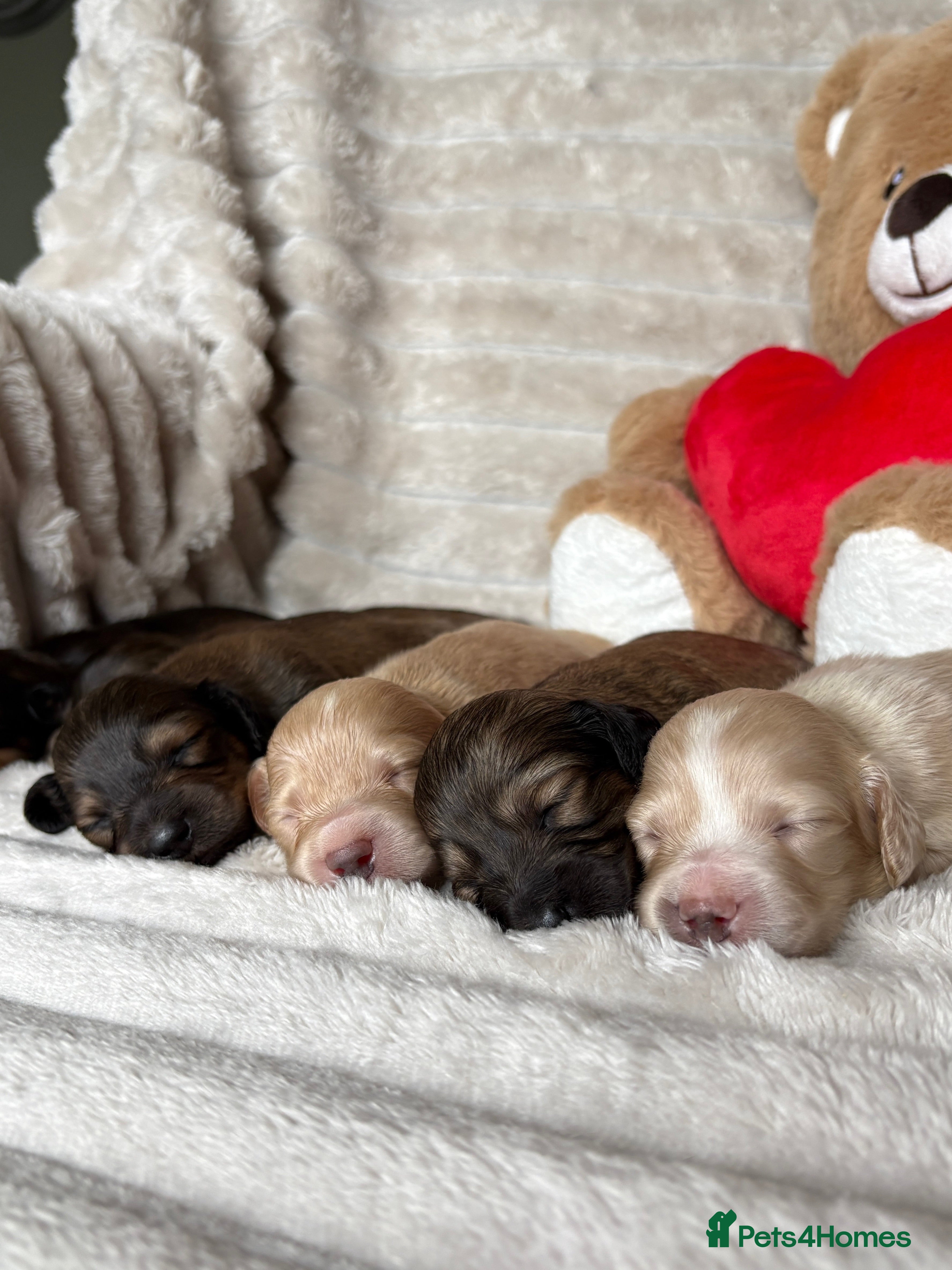 Miniature Dachshund dogs KC CREAM LONG HAIRED MINIATURE DACHSHUNDS🤍 - Advert 1