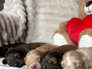 Miniature Dachshund dogs KC CREAM LONG HAIRED MINIATURE DACHSHUNDS🤍 - Advert 1