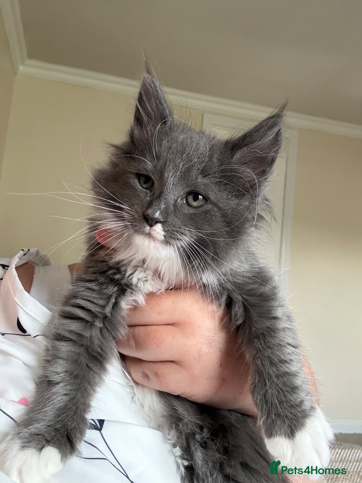 Mixed Breed cats Ragcoon Kitten - Advert 1