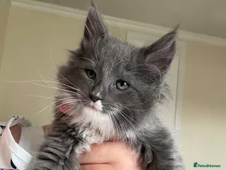 Mixed Breed cats Ragcoon Kitten - Advert 1