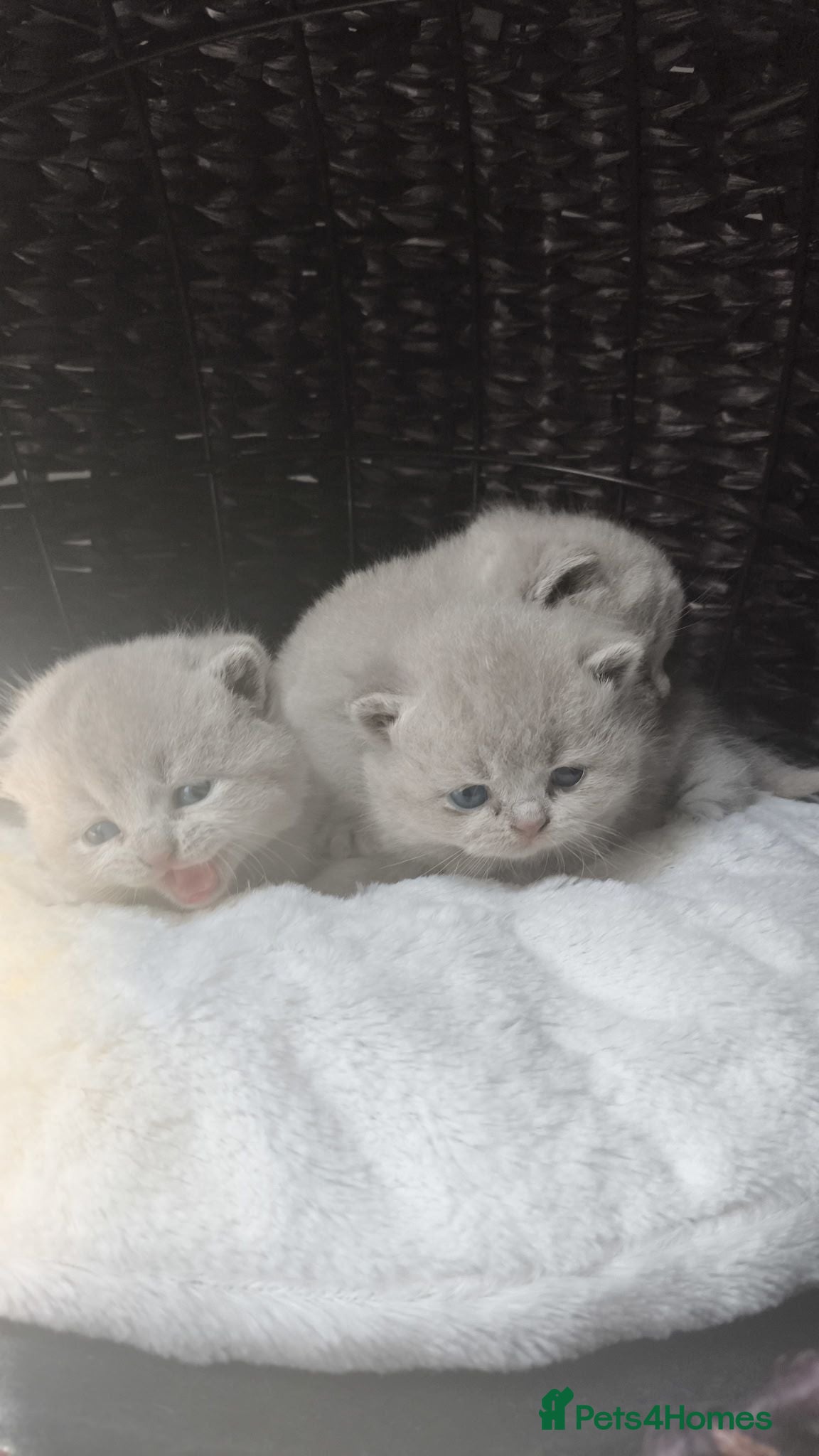 British Shorthair cats GCCF Lilac British shorthair - Advert 2