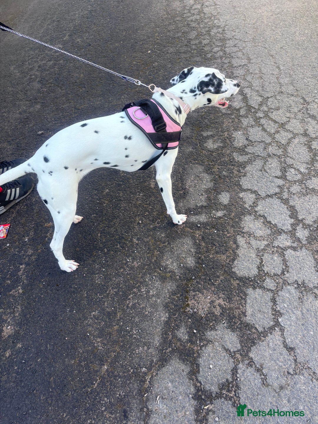 Dalmatian dogs for sale: Gorgeous Dalmatian girl  - Image 4