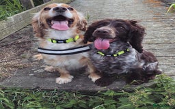 Cocker Spaniel dogs for sale: Cocker Spaniel Puppies - Advert 12