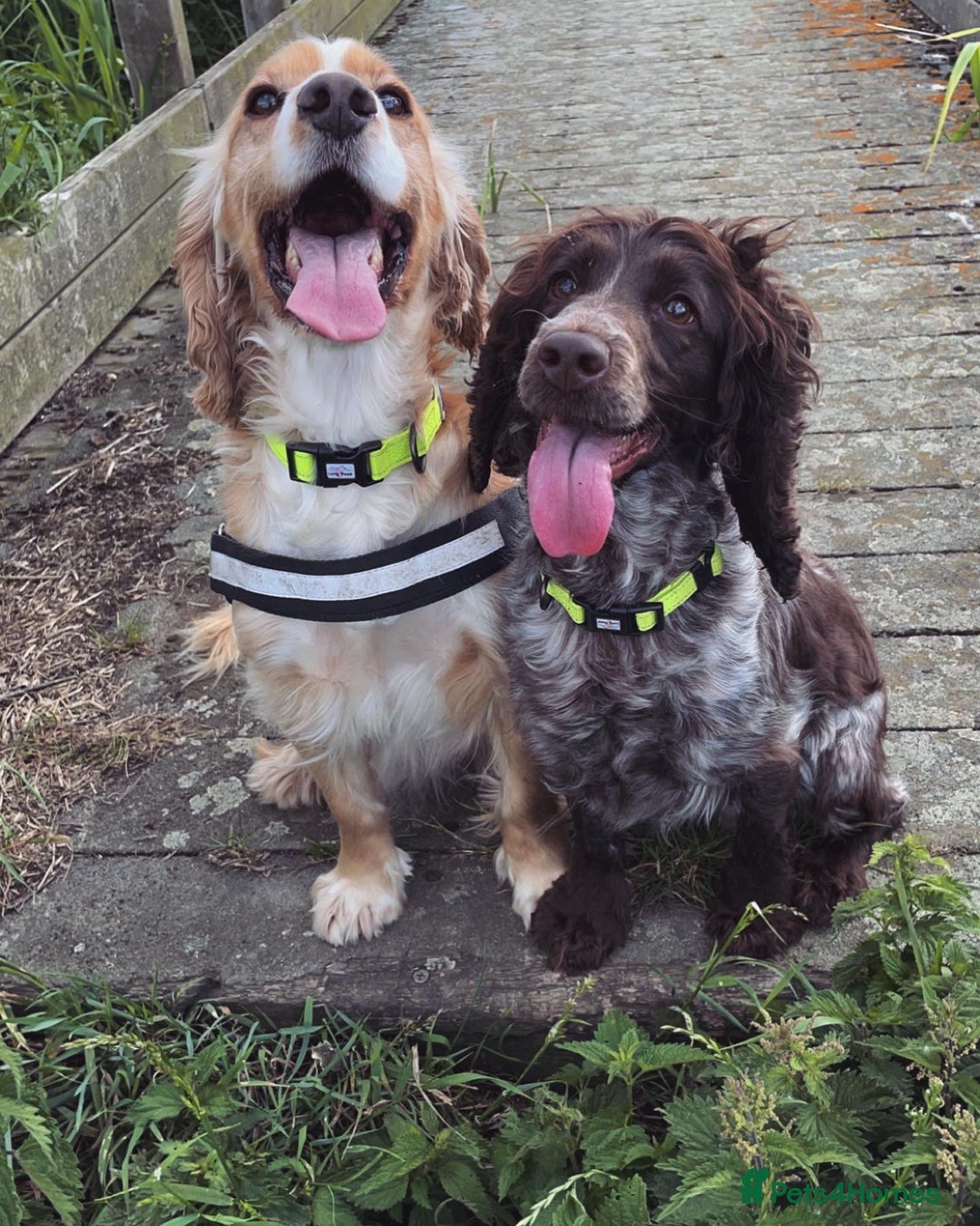 Cocker Spaniel dogs for sale: Cocker Spaniel Puppies - Advert 12