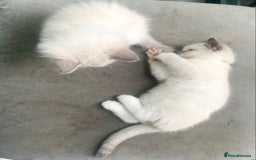 Ragdoll cats for sale: Outstanding TICA reg Kittens – Champion Bloodlines - Image 13