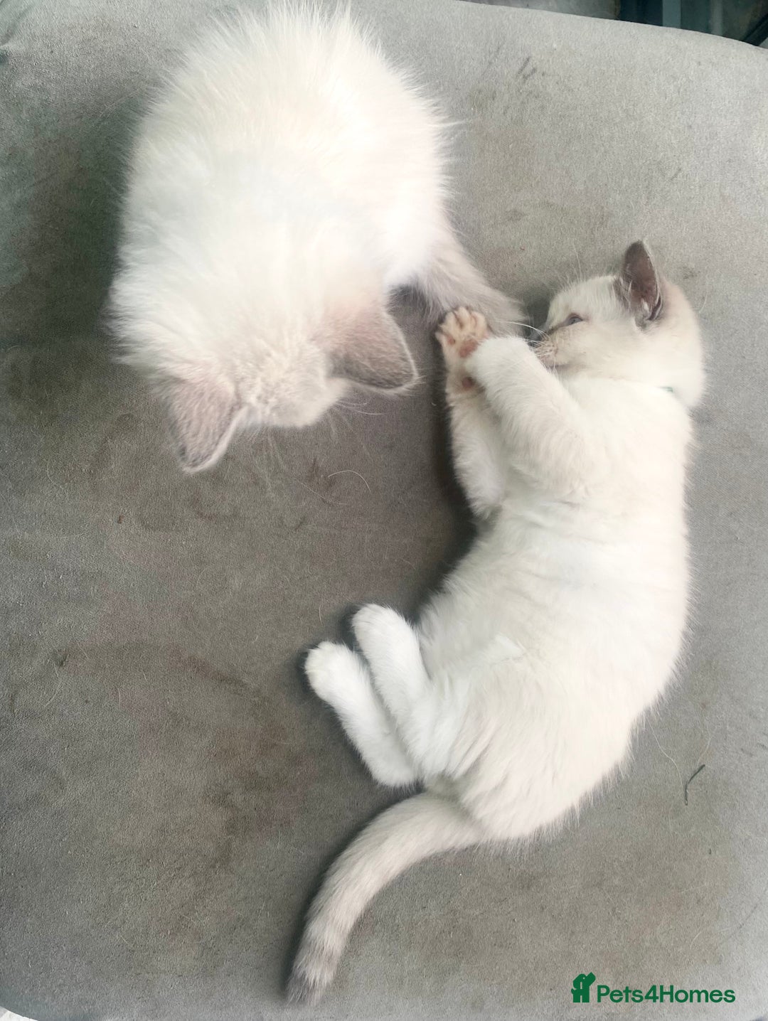 Ragdoll cats for sale: Outstanding TICA reg Kittens – Champion Bloodlines - Image 13