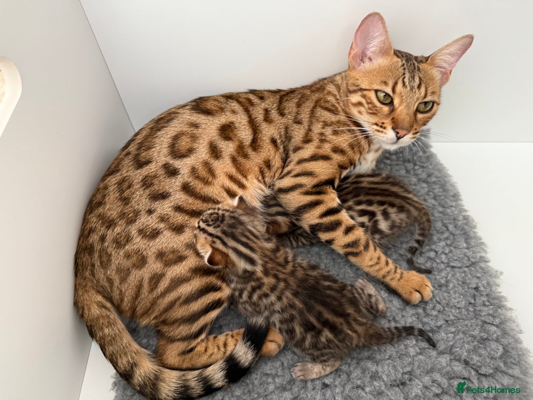 Bengal cats for sale: Exceptional show quality Brown TICA registered 🥰 - Image 28