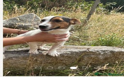 Jack Russell dogs for sale: Jack Russell girl for sale - Image 4