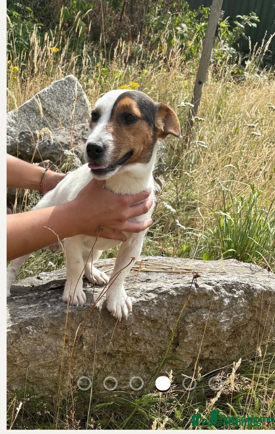 Jack Russell dogs for sale: Jack Russell girl for sale - Image 4