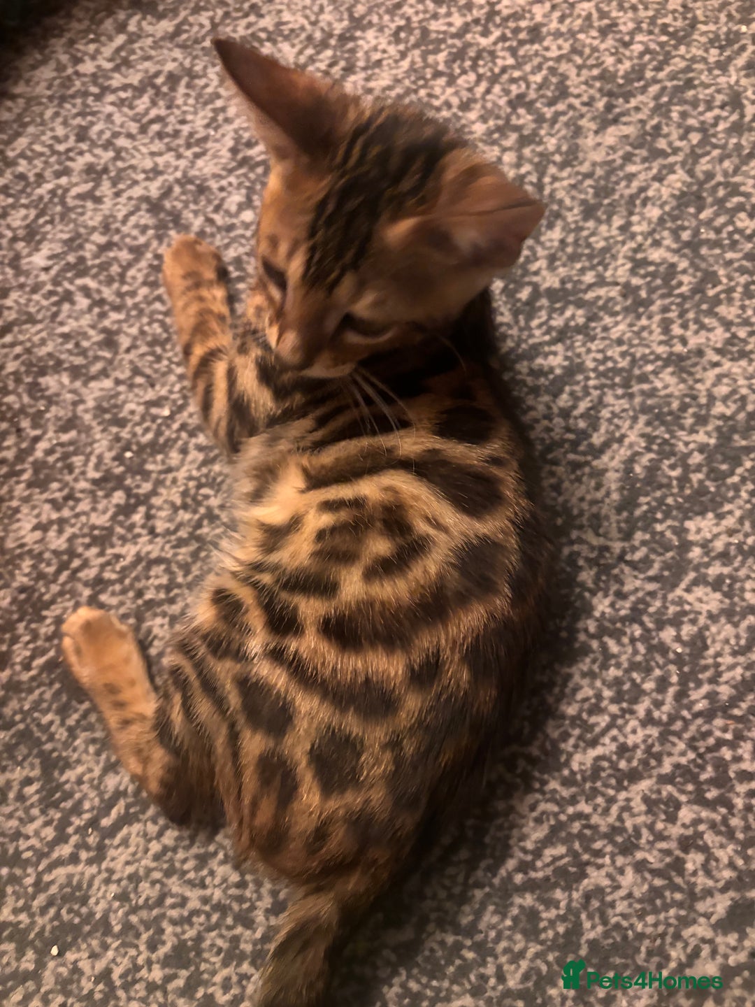Bengal cats for sale: Bengals  - Image 19