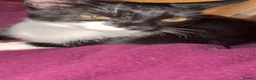 Mixed Breed cats for sale: Overlooked Rescue cats- 6m- 6 years🤎 - Advert 18