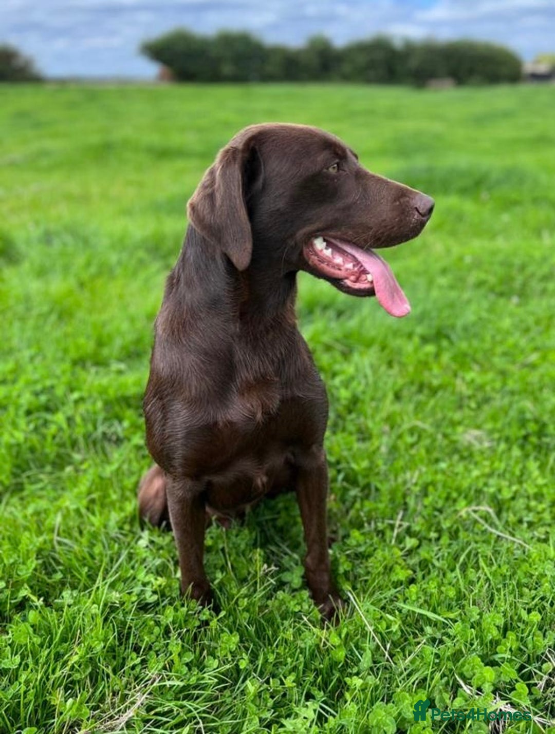Labrador Retriever dogs for sale: Outstanding litter of Chocolate Labradors  - Advert 14
