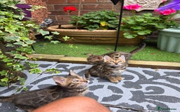 Bengal cats for sale: ✨ Bengal Kittens Looking for Loving Homes ✨ - Image 18