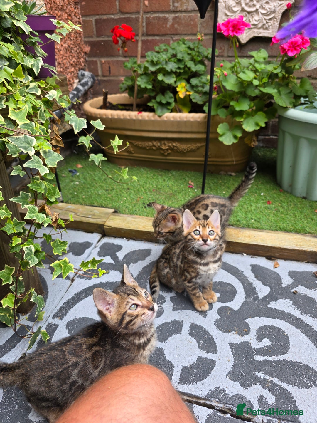 Bengal cats for sale: ✨ Bengal Kittens Looking for Loving Homes ✨ - Image 18