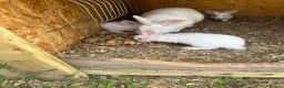 New Zealand rabbits for sale: Rabbits for sale  - Advert 2