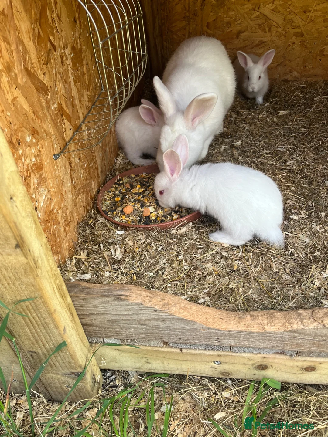 New Zealand rabbits for sale: Rabbits for sale  - Advert 2