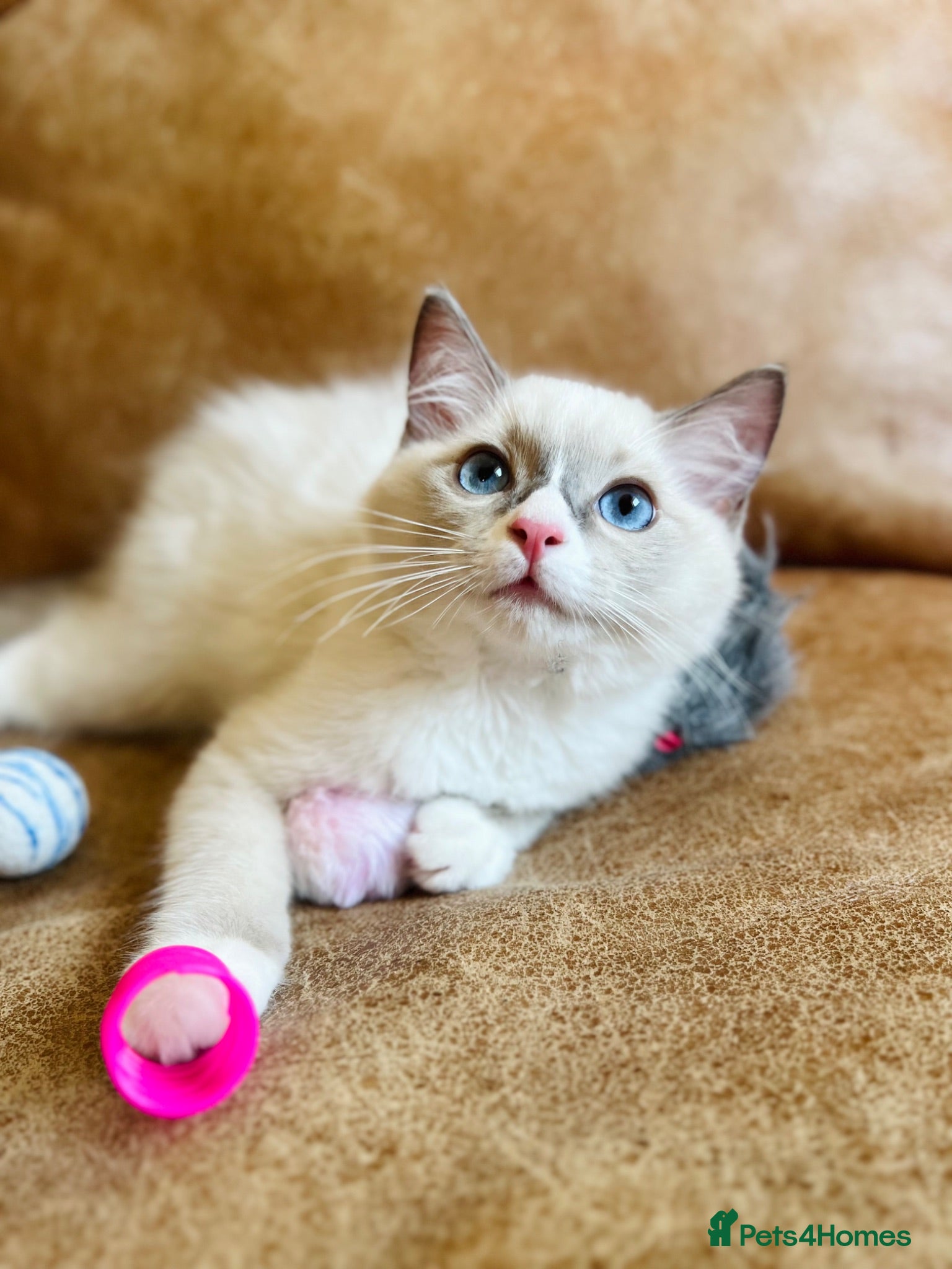 Ragdoll cats 🐈Pedigree Ragdoll Champion line 🏆 GCCF kittens  - Advert 12
