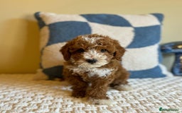 Goldendoodle dogs for sale: Beautiful GoldenDoodle Puppies Ready This Weekend! - Image 10