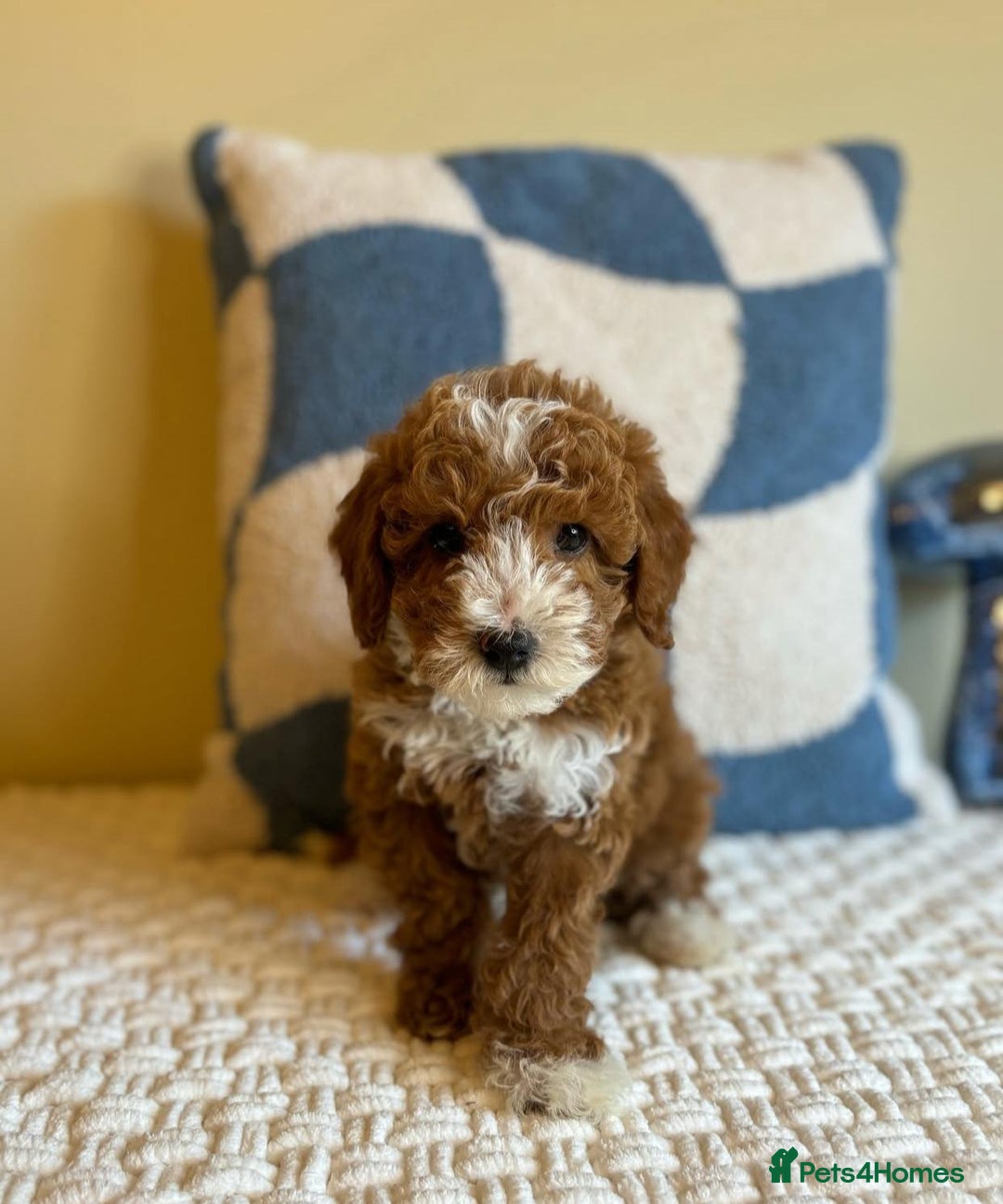 Goldendoodle dogs for sale: Beautiful GoldenDoodle Puppies Ready This Weekend! - Image 10