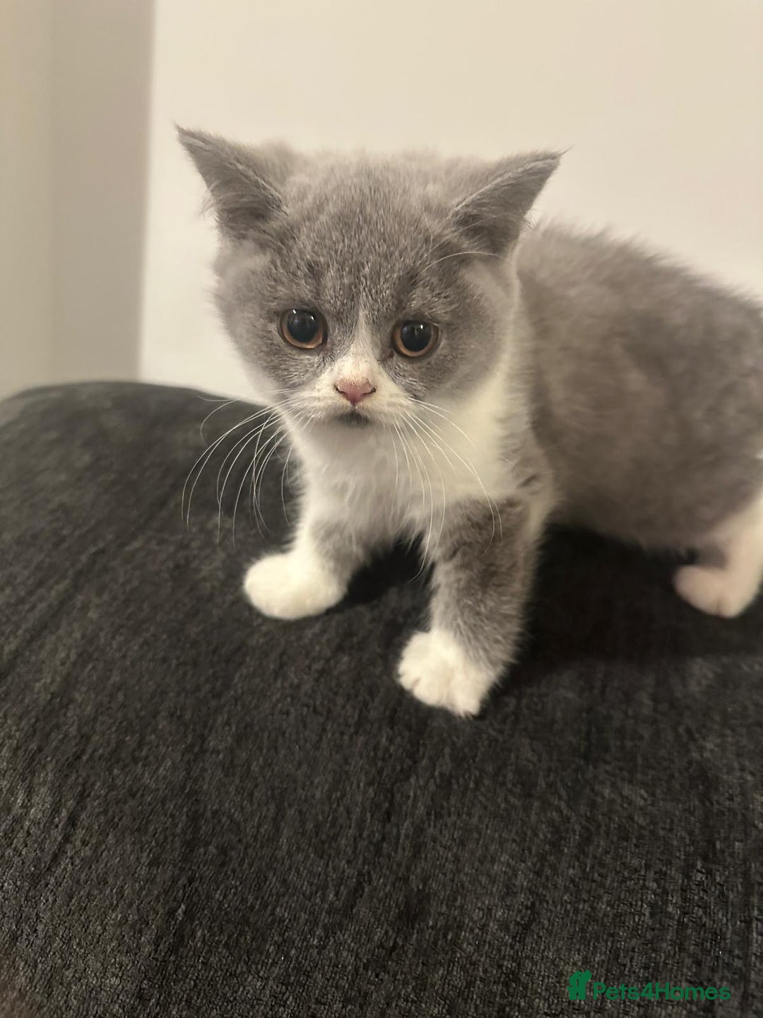 British Shorthair cats for sale: Adorable baby cats - Advert 10