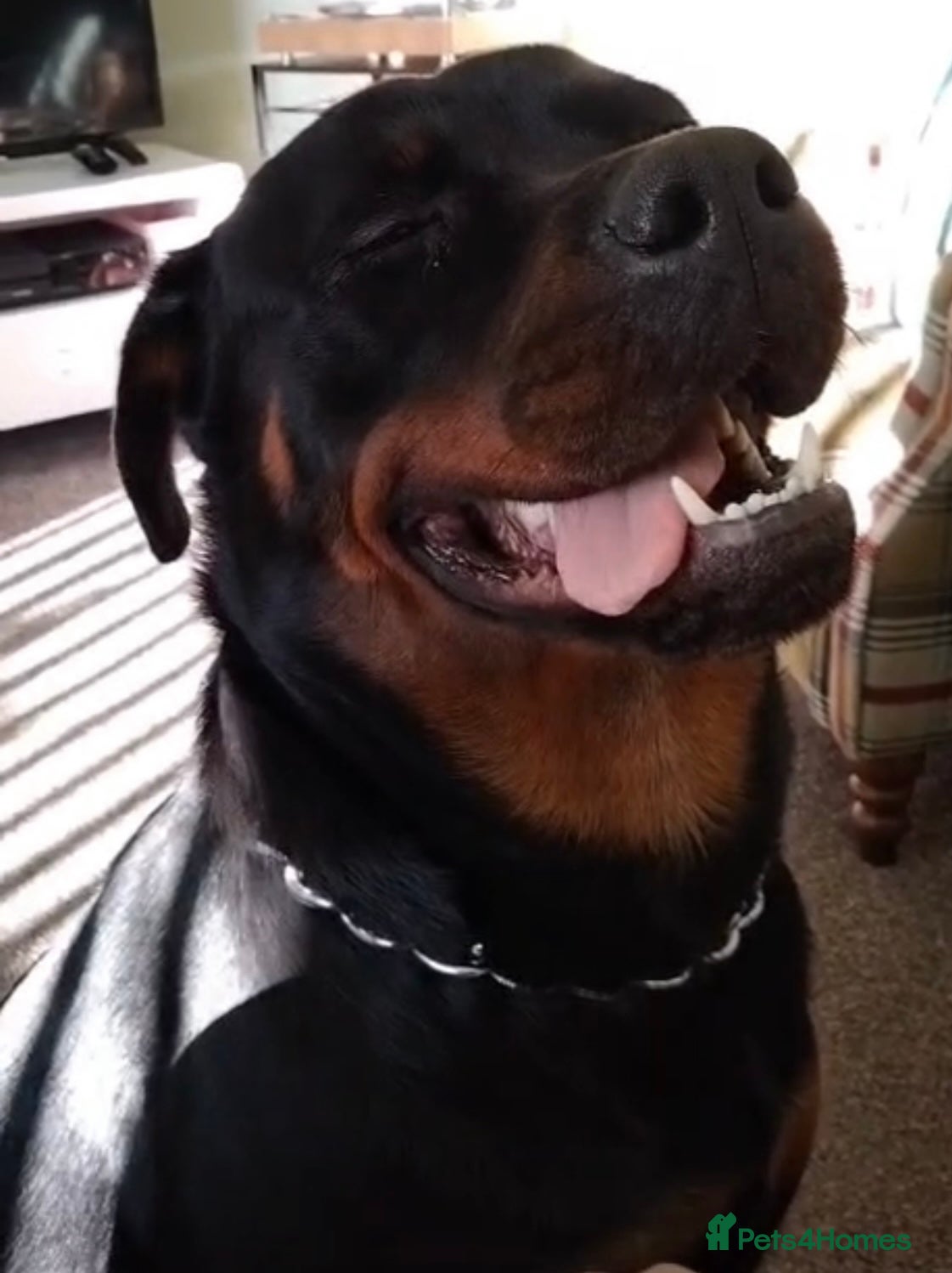 Rottweiler dogs 1yr old Rottweiler  - Advert 3