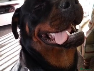 Rottweiler dogs 1yr old Rottweiler - Advert 3
