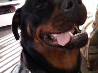 Rottweiler dogs 1yr old Rottweiler - Advert 3