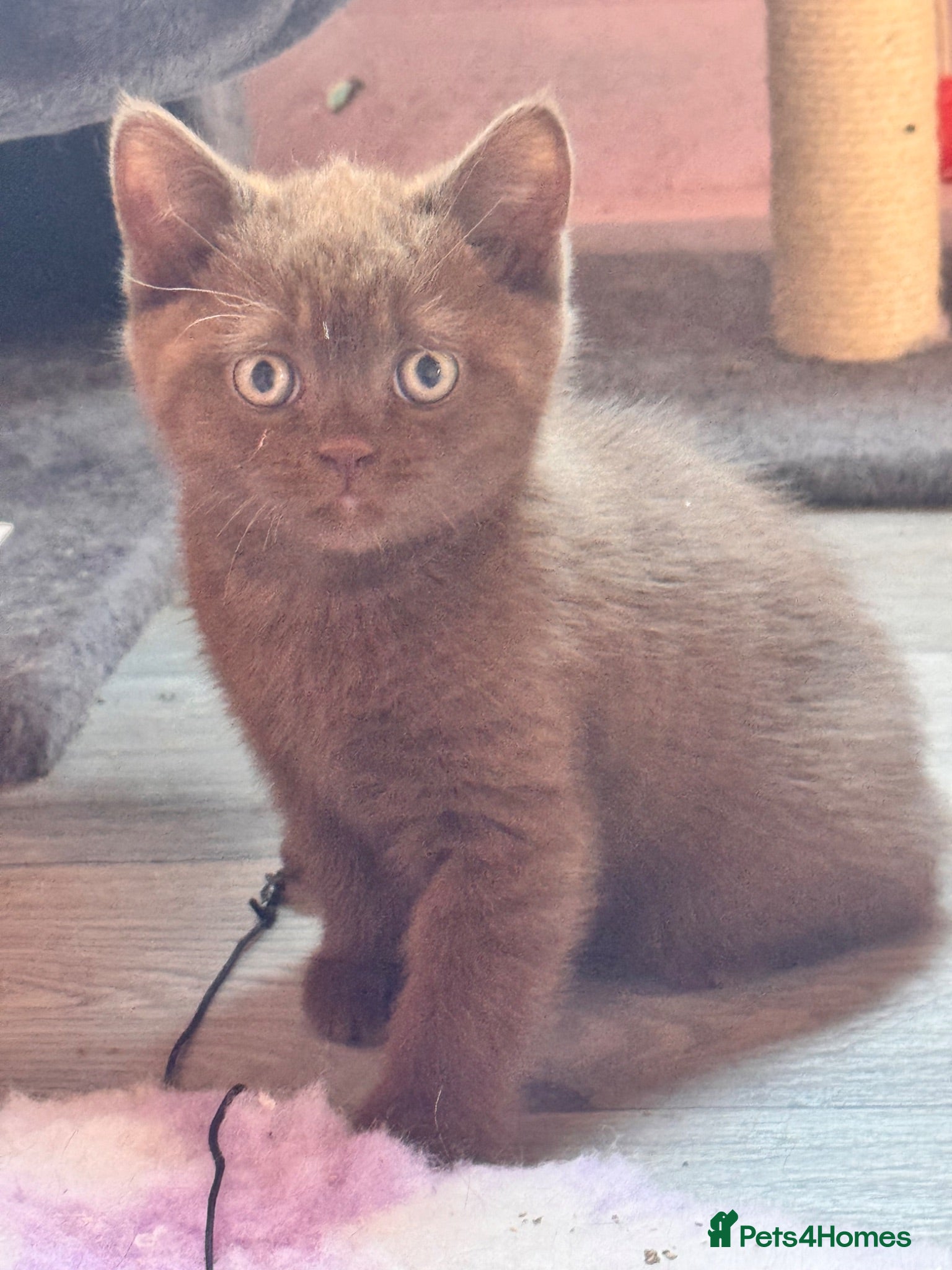 British Shorthair cats Stunning chocolate baby boy  - Advert 14