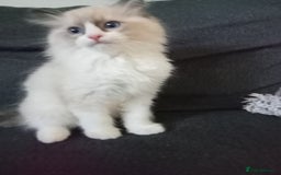 Ragdoll cats for sale: Purebred ragdoll kittens  - Image 5