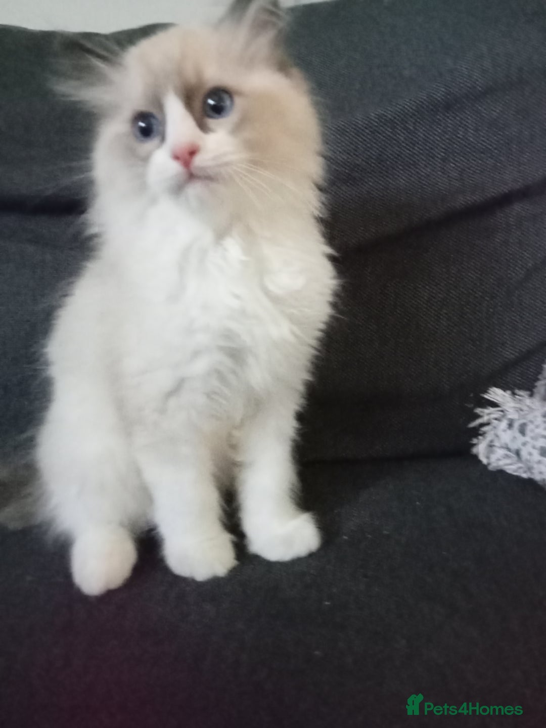 Ragdoll cats for sale: Purebred ragdoll kittens  - Image 5