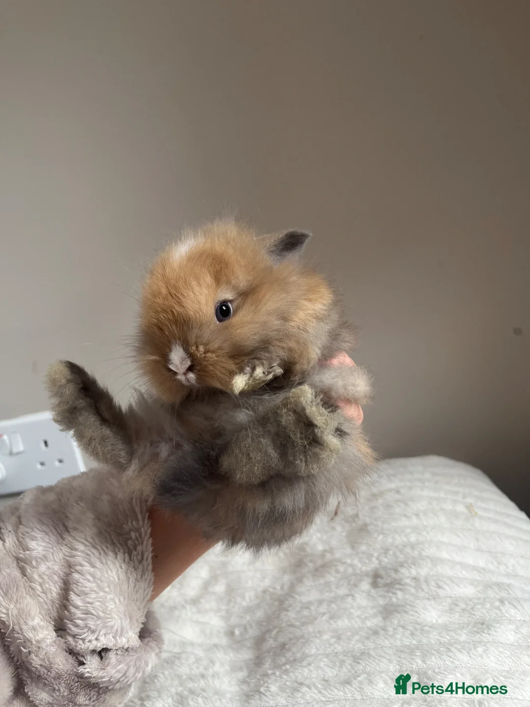Mini Lop rabbits for sale: Mini lop babies  - Advert 2