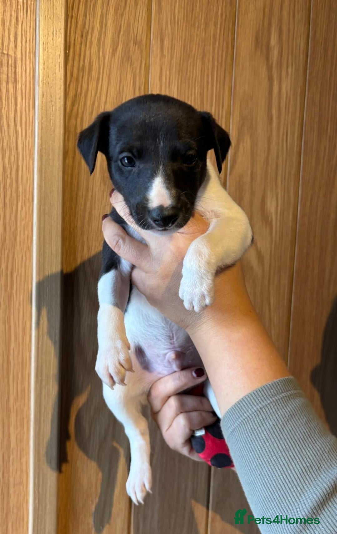 Whippet dogs for sale: 4 KC registered Whippet boys  - Image 5
