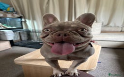 French Bulldog dogs for sale: French Bulldogs for sale - Image 2