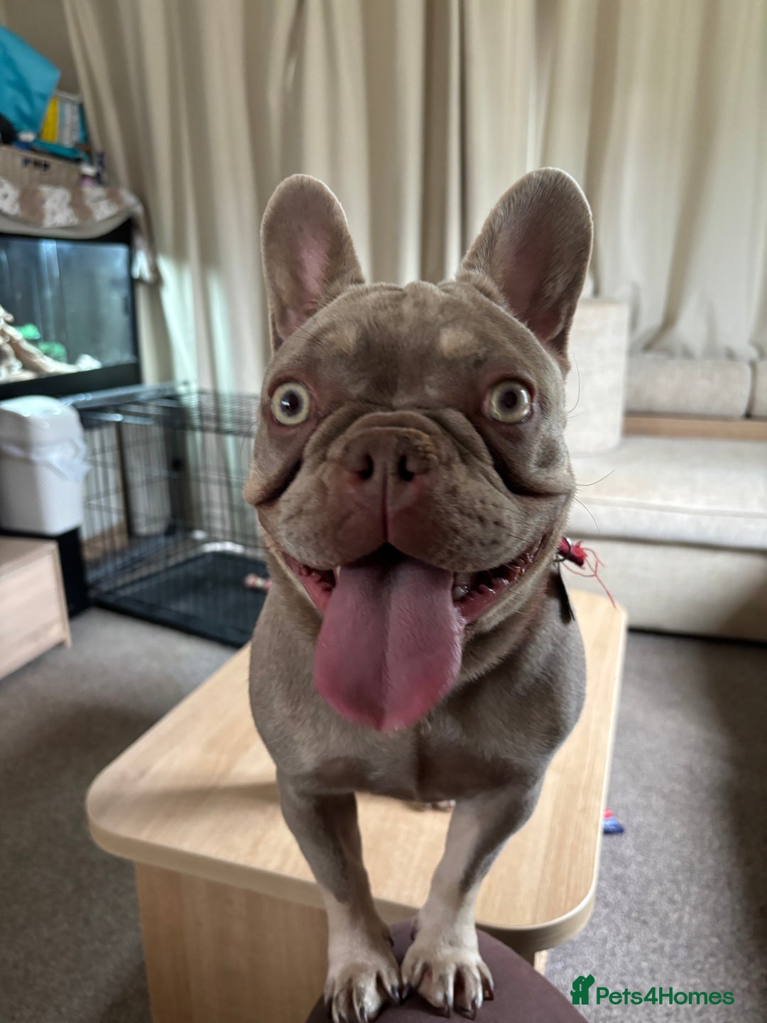 French Bulldog dogs for sale: French Bulldogs for sale - Image 2