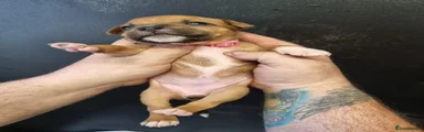 Pink collar girl