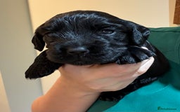 Cocker Spaniel dogs for sale: KC Reg Working Cocker bitches - Image 4
