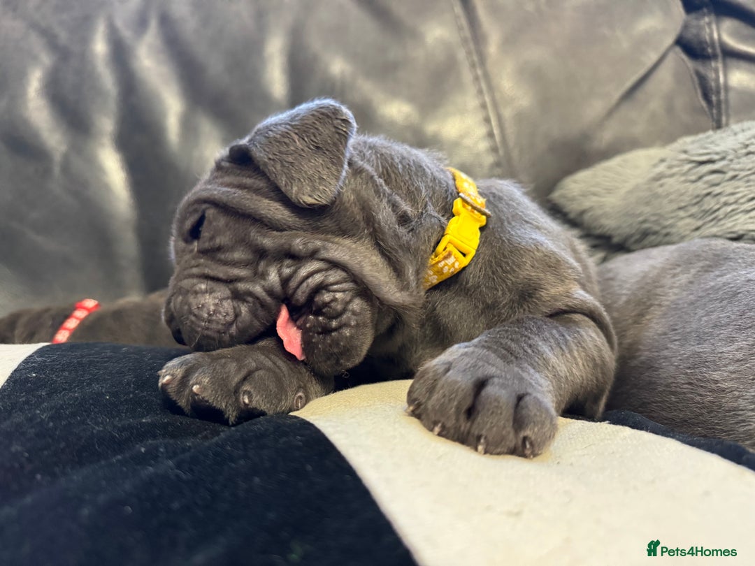 Neapolitan Mastiff dogs for sale:  Neapolitan mastiff puppies Newcastle  - Image 13