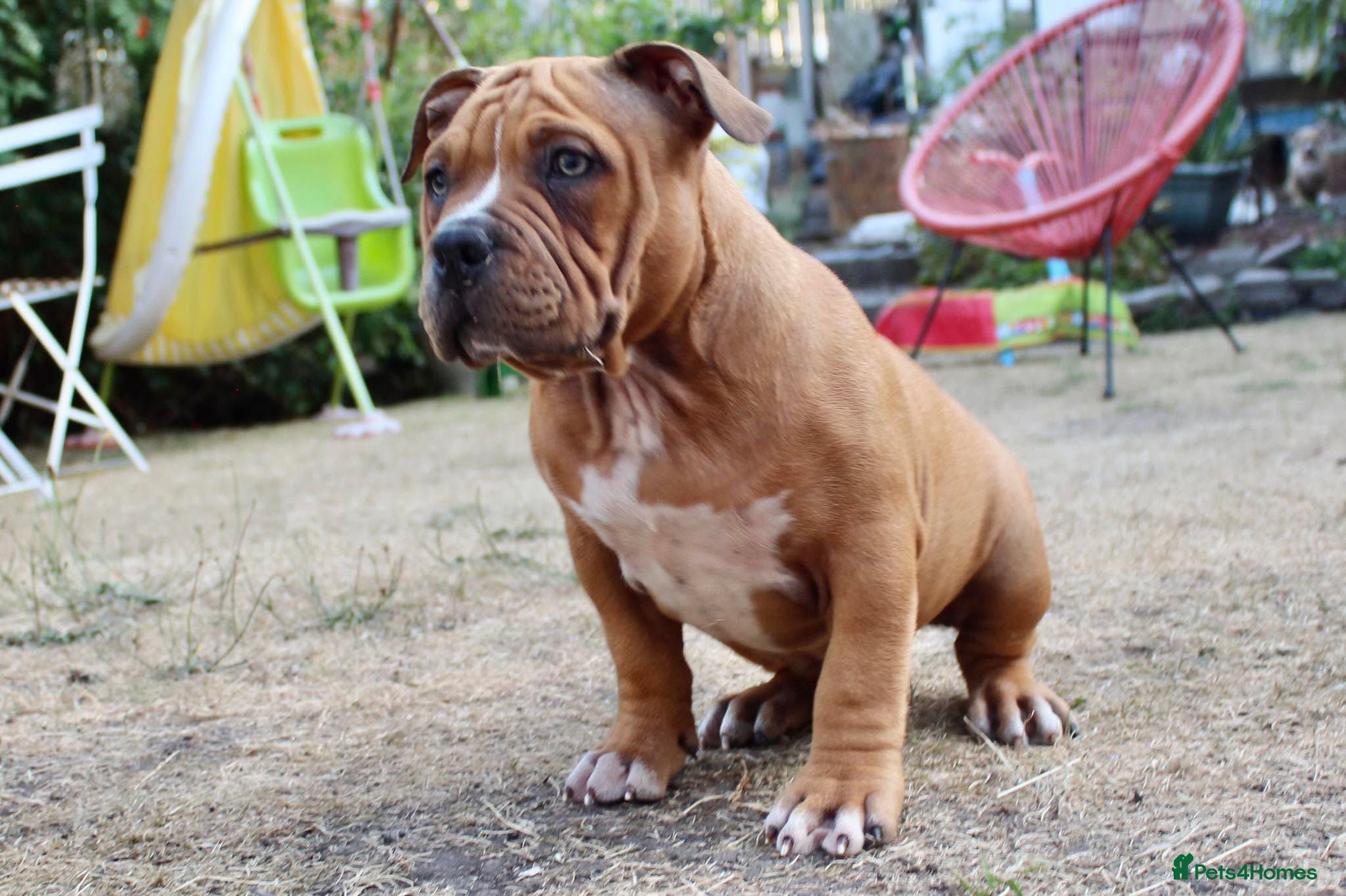 American Bully dogs American Pocket Bully’s  - Advert 7