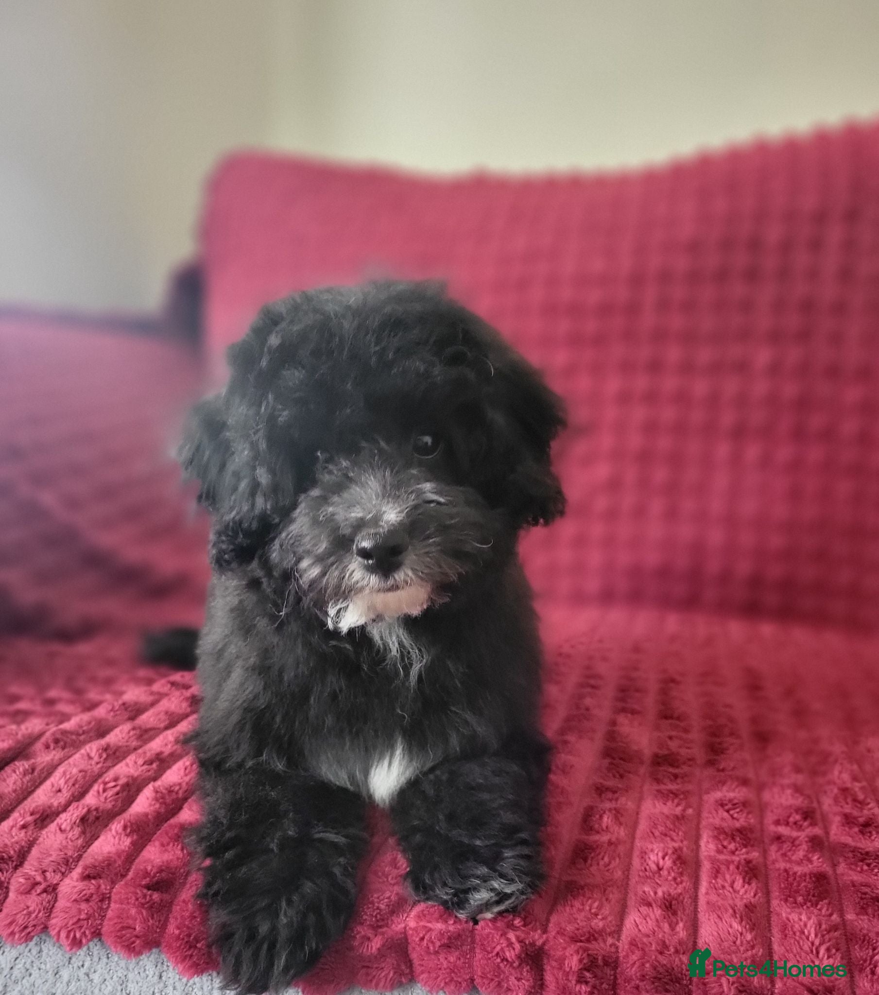 Poochon dogs Poochon READY TO GO Last 2 boys - Advert 2