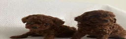 Toy Poodle dogs for sale: Stunning Toy Poodle Puppies for sale in Coventry - Advert 1