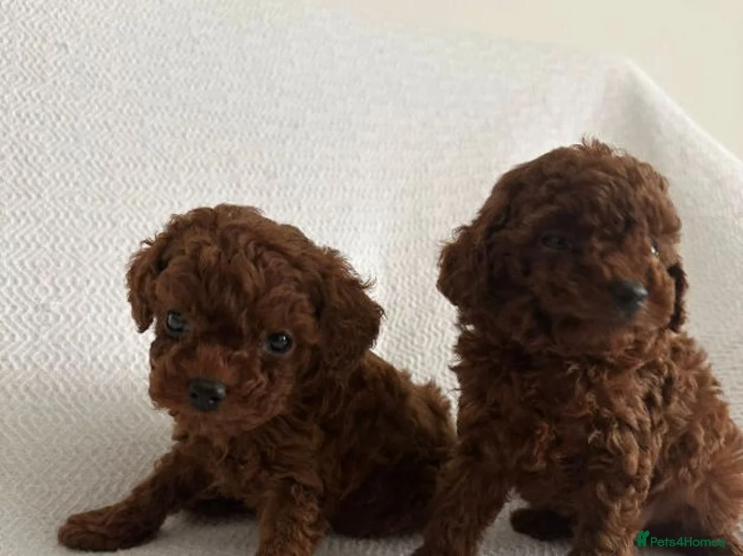 Toy Poodle dogs for sale: Stunning Toy Poodle Puppies for sale in Coventry - Advert 1