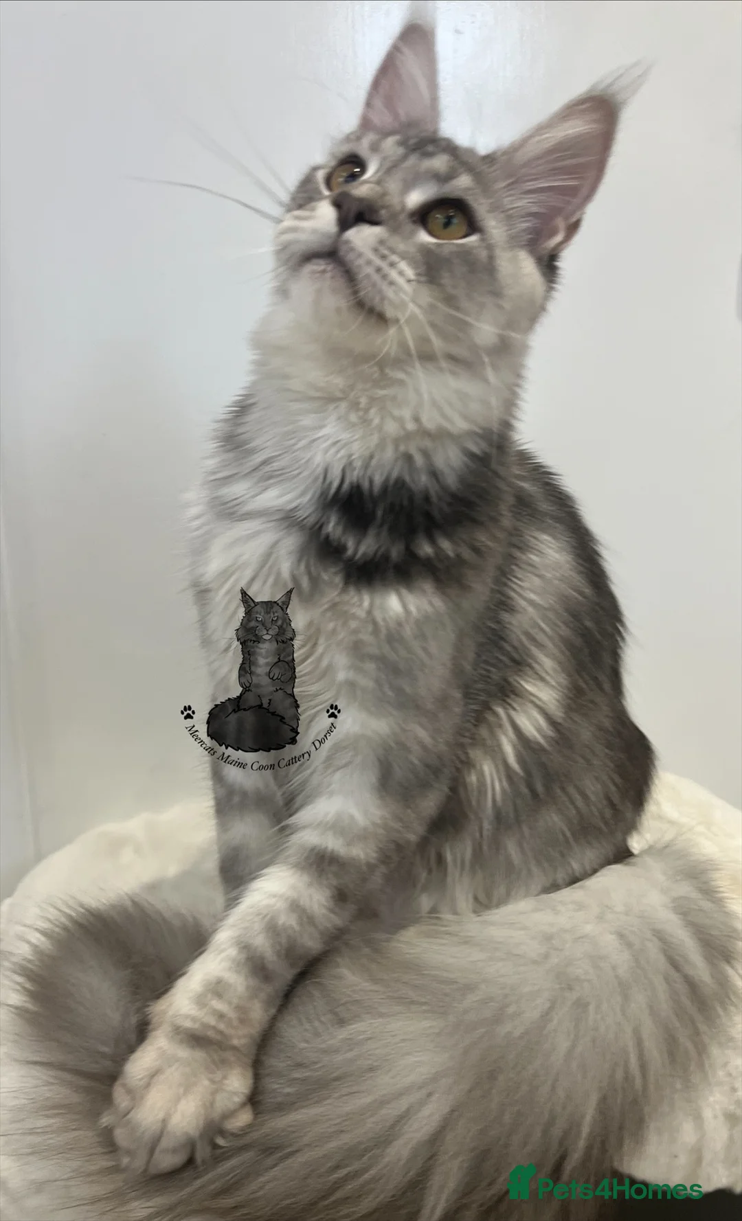 Maine Coon cats for sale: Kitten big XXL black  silver tabby Maine Coon - Advert 2