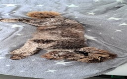 Poodle dogs for stud: cockapoo stud merle DNA health tested in Bristol - Image 8